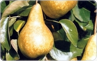 Bosc Kobak bosc kobak